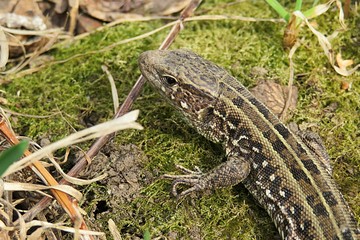 Brown european lizard on grass in the garden, closeup