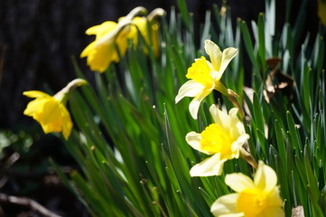 Daffodil looks twoards sun
