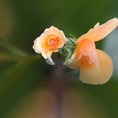 bouquet of yellow roses