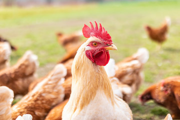 Hahn im Korb unter Hühnern auf Wiese bei Freilandhaltung Bio