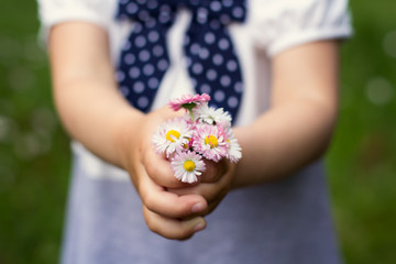 Little girl's hands holding bouquet of pink daisies as a gift. Selective focus. Thankfulness concept