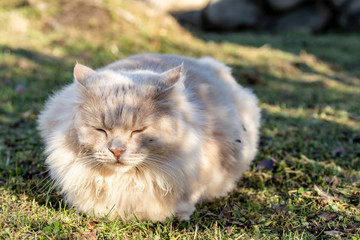 Naklejka na ściany i meble A large beautiful, fluffy, peach-colored cat sleeps on a well-groomed lawn in the countryside, on a warm sunny summer day.