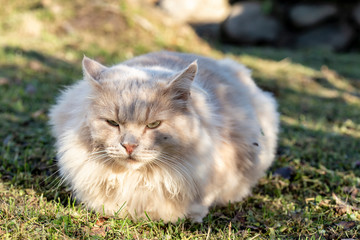 Naklejka na ściany i meble A large beautiful, fluffy, peach-colored cat slumbers on a well-groomed lawn in the countryside, on a warm sunny summer day.