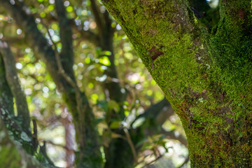 background with branches, leaves and roots of trees