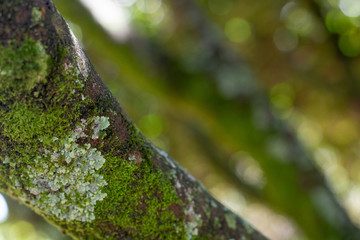 background with branches, leaves and roots of trees