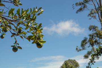 blue sky with white clouds and green trees and fruits