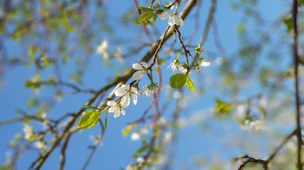 Kirschblüte