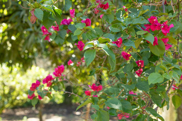 purple flowers in a garden in spring or summe