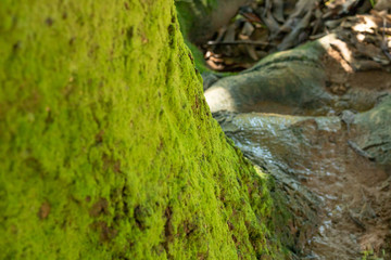 background with branches, leaves and roots of trees
