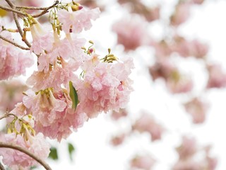 Pink trumpet tree is a flower with light pink to medium white, yellow flowers.  Into a bunch of bunches at the end of the branch  Has a scientific name: Tabebuia rosea