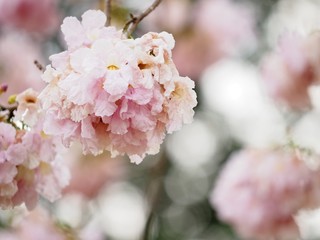 Fototapeta premium Pink trumpet tree is a flower with light pink to medium white, yellow flowers. Into a bunch of bunches at the end of the branch Has a scientific name: Tabebuia rosea