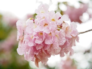 Pink trumpet tree is a flower with light pink to medium white, yellow flowers.  Into a bunch of bunches at the end of the branch  Has a scientific name: Tabebuia rosea