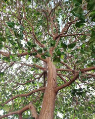 the tree of Life