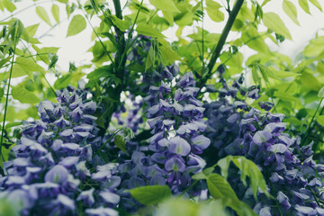 Blossom Chinese wood, plant Wisteria sinensis