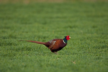 common pheasant, phasianus colchicus