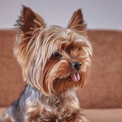Portrait of sitting puppy of yorkshire terrier with long tongue