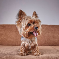 Portrait of sitting puppy of yorkshire terrier with long tongue