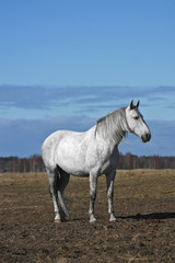 Fototapeta na wymiar White andalusian horse standing in the field in spring.