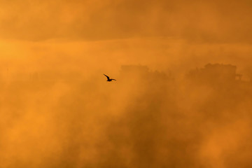 Flying bird. Bird silhouette. Warm color nature background. 