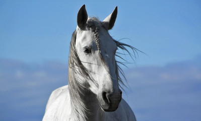 Portrait of light grey spanish horse standing in the wind. 