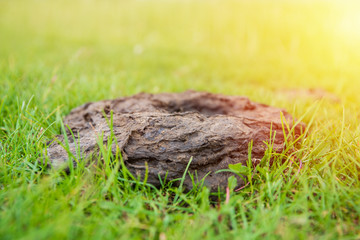 Cow dung at the garden, manure on a green grass. Fertilizer for soil