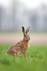 European hare, lepus europaeus