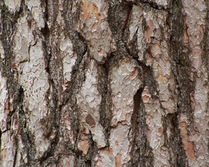 Close up of pine tree (Pinus sylvestris) bark.