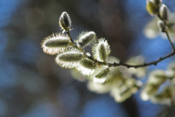Close up of a blooming willow tree branch with catkins in spring.  