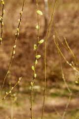Active work of bees to collect pollen from willow flowers.
