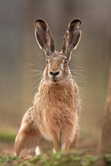 European hare, lepus europaeus