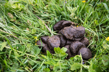 Horse dung on a green grass. Fertilizer for soil