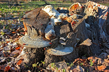 Stump with some woody mushrooms