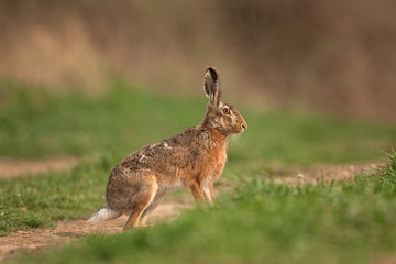 European hare, lepus europaeus