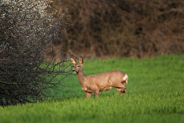 European roe deer, capreolus capreolus