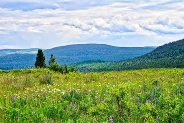 Fototapeta premium Spring wildflowers in meadow with hilly background