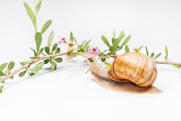 snail and goji flower on a white background