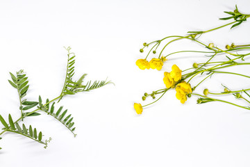 yellow flowers and pea sprouts stretch towards each other on a white background