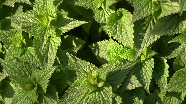 young spring nettle close up