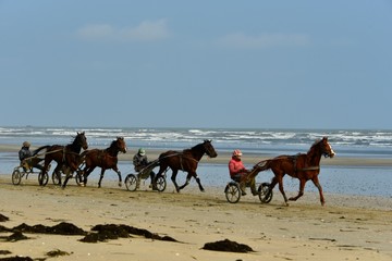 Drivers et chevaux sur la plage