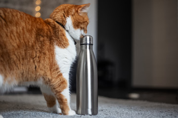 Red white cat near steel thermo bottle.