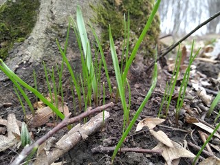 nature, green, plant,  leaf,  spring, flora, grass, summer, leaves, tree, plants,foliage,natural,...