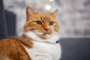 Portrait of red white cat