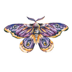 Hand painted watercolor illustration night butterfly moth