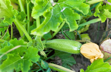 Obraz premium Zucchini grows on the bed in the field. Growing vegetables in agriculture.