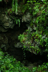 沖縄の洞窟の外　雨上がりの緑