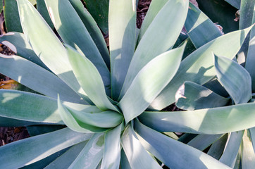 Agave plant with huge leafs above view