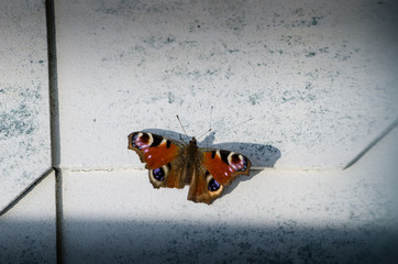 Butterfly on the wall