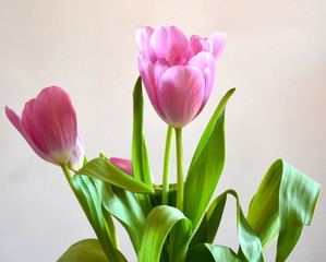 Nice flowers in the garden in midsummer, in a sunny day. Green landscape