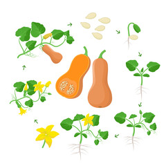 Cucurbita moschataplant growth stages infographic elements in flat design. Life cycle of Butternut squash from seeds, sprout to ripe pumpkin fruit, life cycle isolated on white background