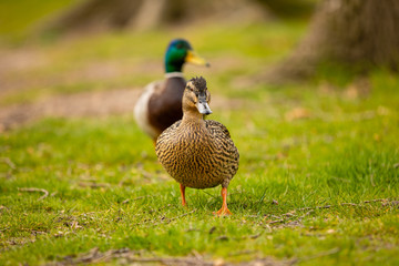 Portrait of wild female duck or mallard or Anas platyrhynchos in the city park on the ground grass in Prague